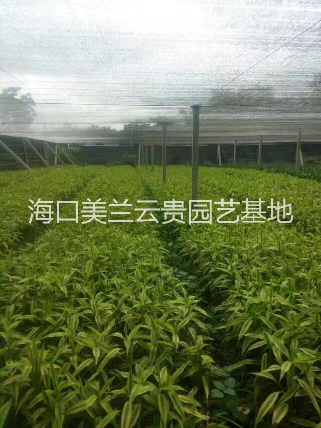 海南富贵竹种植基地直销之金边竹观音竹  观音竹厂家  厂家直销观音竹  观音竹批发哪里优惠  观音竹种植 海南富贵竹种植基地直销之金边竹