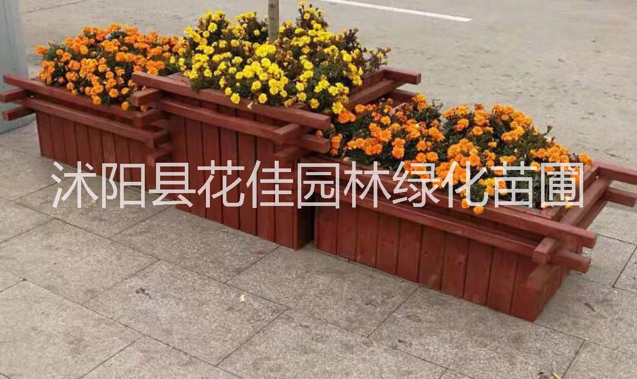 造型榆树哪家优质，选沐阳县花佳园林绿化苗圃，榆树供应商图片