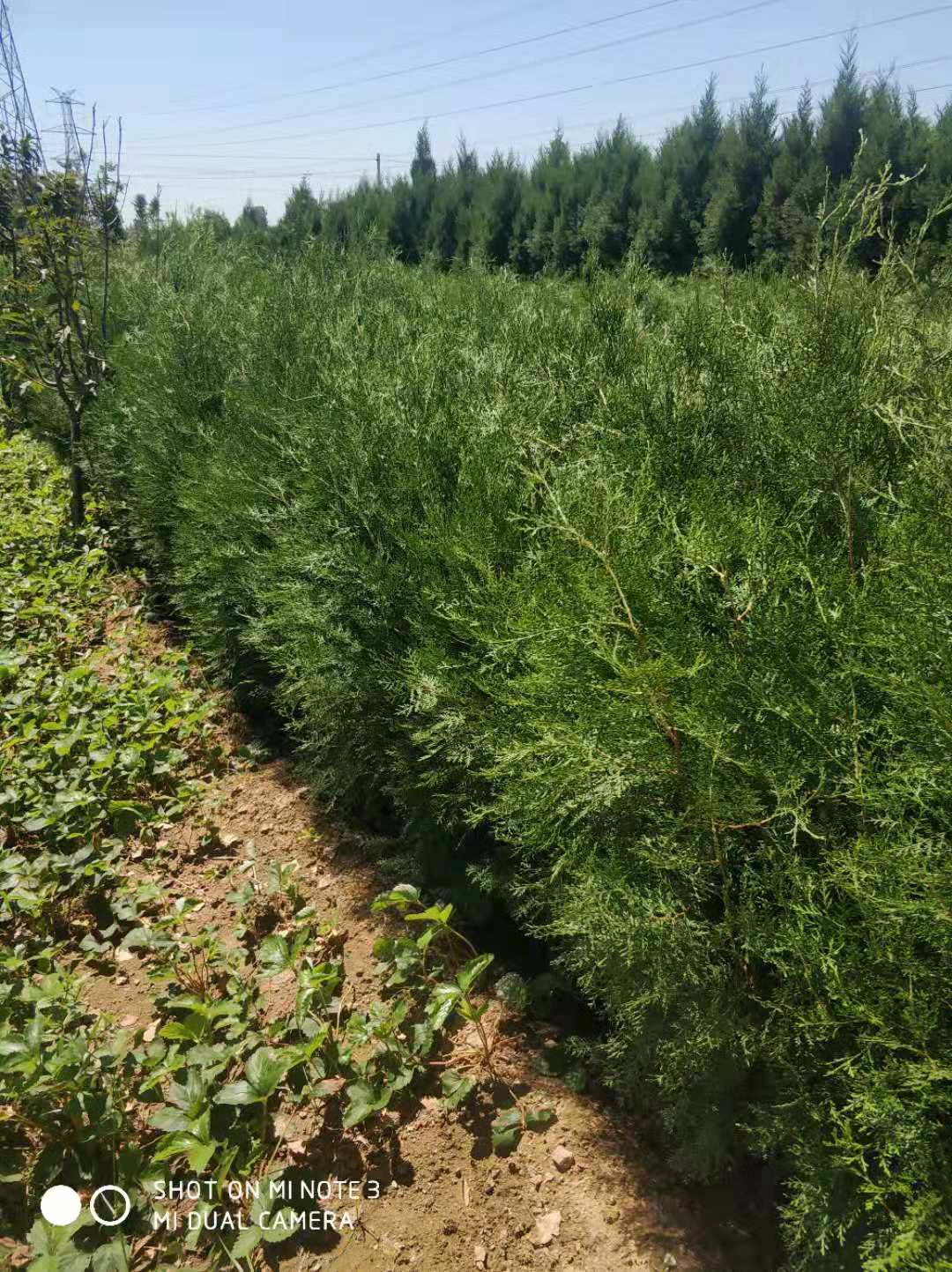 河南侧柏苗种植基地-价格-批发