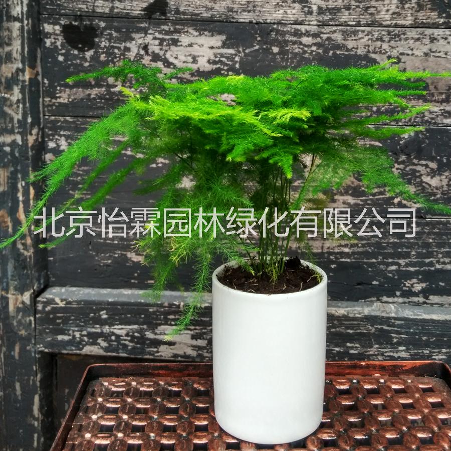 花卉租赁北京花卉租赁公司