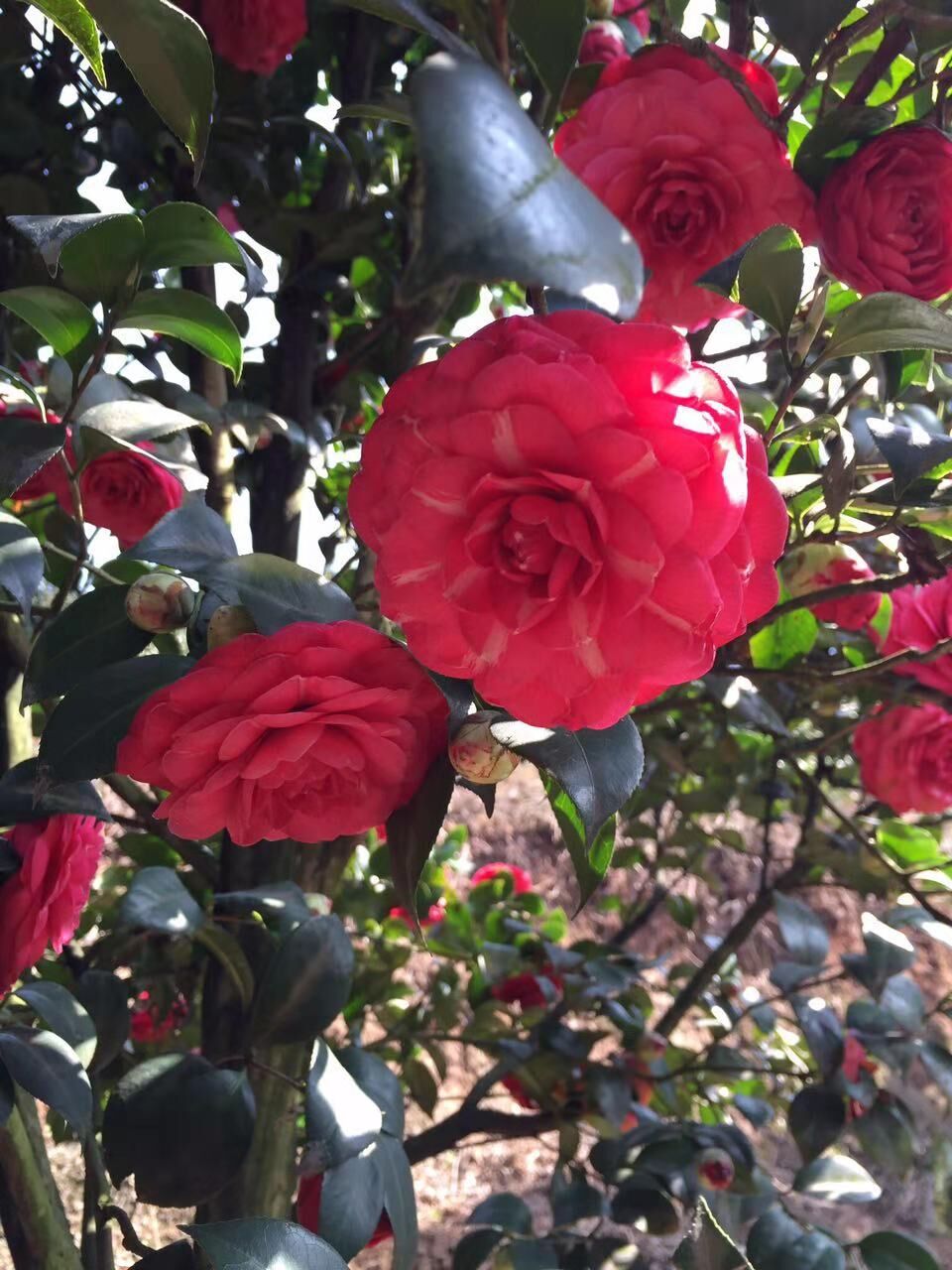 四川宜宾恨天高茶花种植基地-四川宜宾恨天高茶花厂家图片