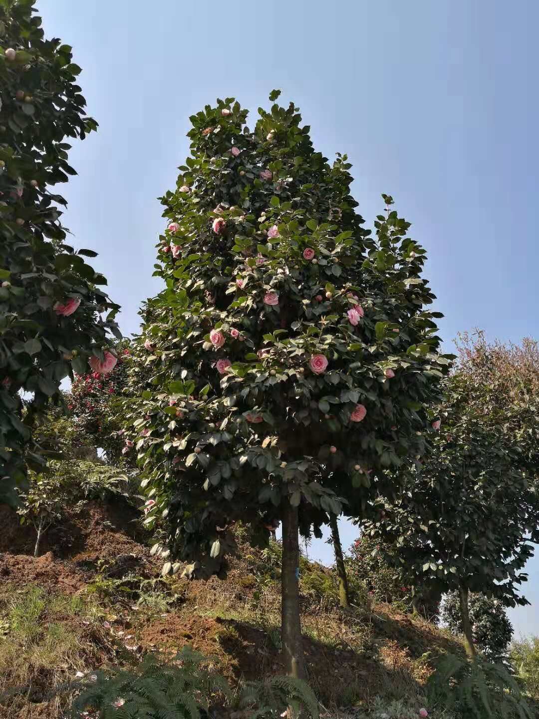 四川宜宾高县恨天高茶花种植基地-四川宜宾高县恨天高茶花厂家批发图片