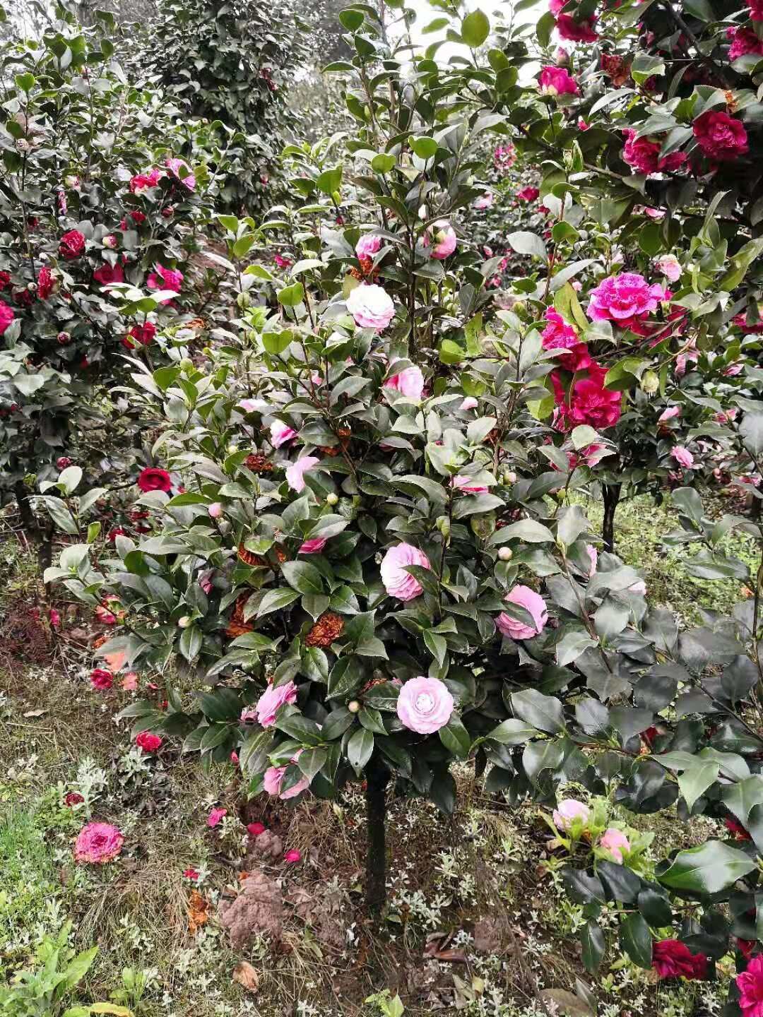 湖南郴州茶花基地-湖南永州茶花批发-湖南怀化茶花价格图片