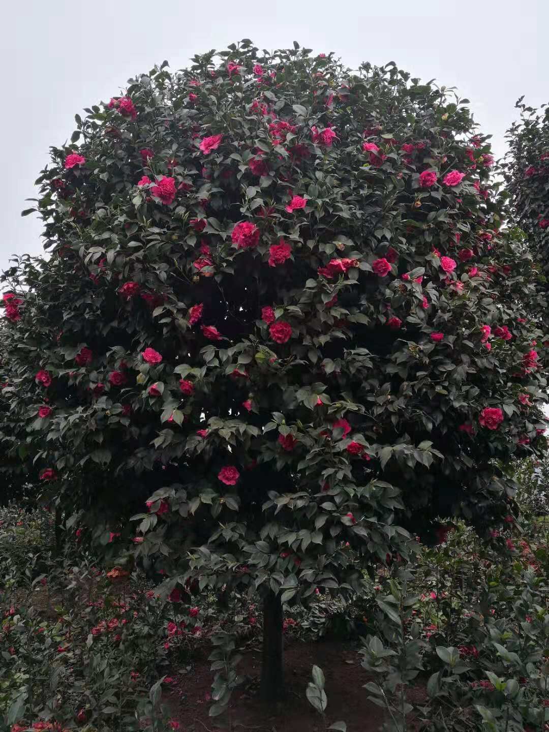 四川茶花基地  四川茶花多少钱  四川茶花价格