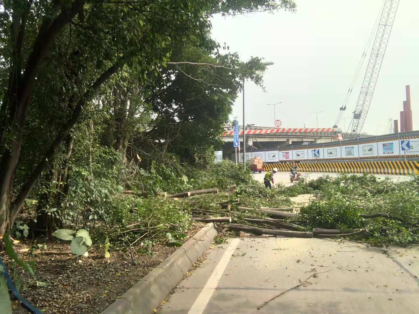 佛山禅城区修枝伐木砍树 佛山专业砍树公司 专业修枝砍树伐木公司电话 佛山砍树公司 佛山砍树工程