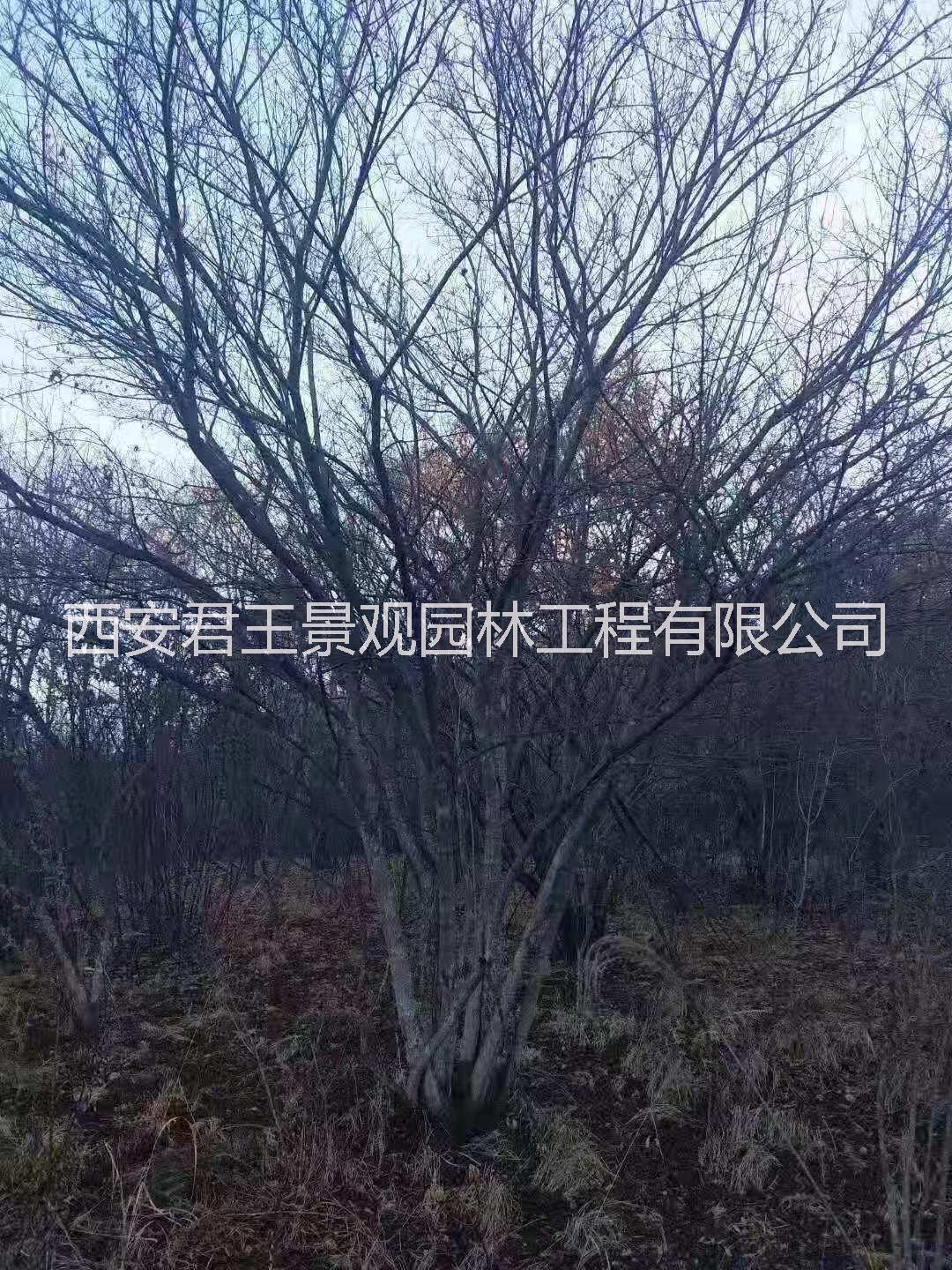 西安市丛生朴树厂家