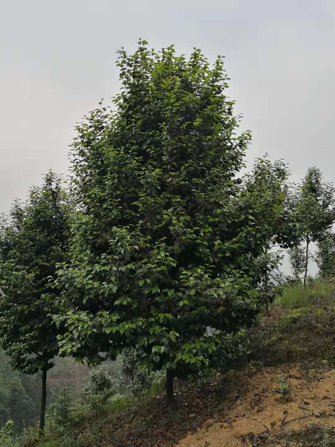 茶花批发茶花批发  茶花价格  茶花种植基地