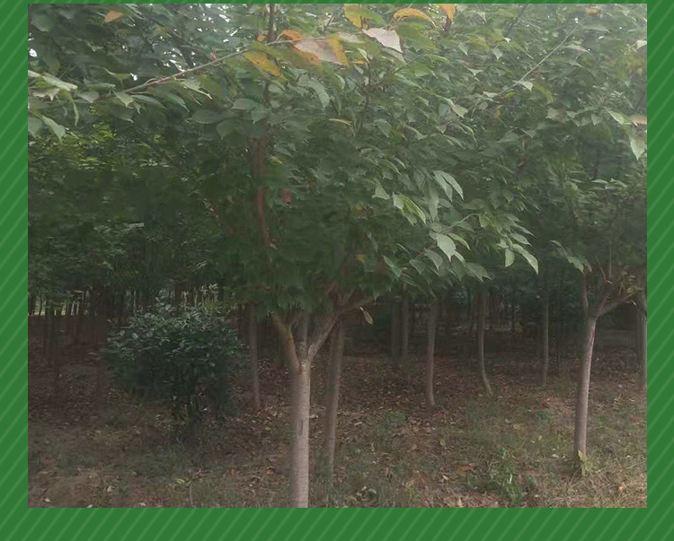 紅葉李圖片/紅葉李樣板圖 (3)