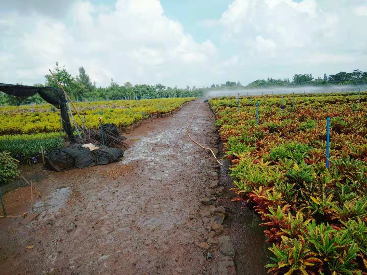 三亚变叶木绿化植物|种植基地|基地直销|批发价格|优势供货商|电话地址报价|案例效果图片