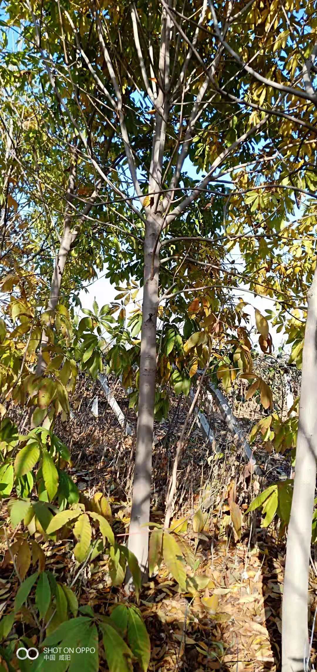 西安七叶树七叶树/七叶树养殖基地/西安麦冬草培育基地/七叶树市场价/红叶石楠批发/西安七叶树