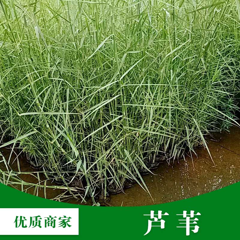 专业种植芦苇 基地直销 青叶 水体景观 水生挺水植物 优惠批发 水面绿化图片