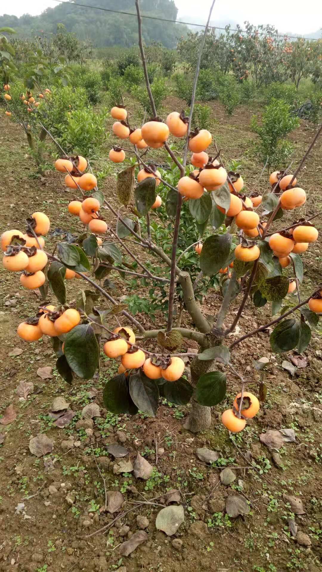 广西桂林大秋甜柿树苗育苗基地广西桂林大秋甜柿树苗育苗基地-广西桂林大秋甜柿苗批发厂家