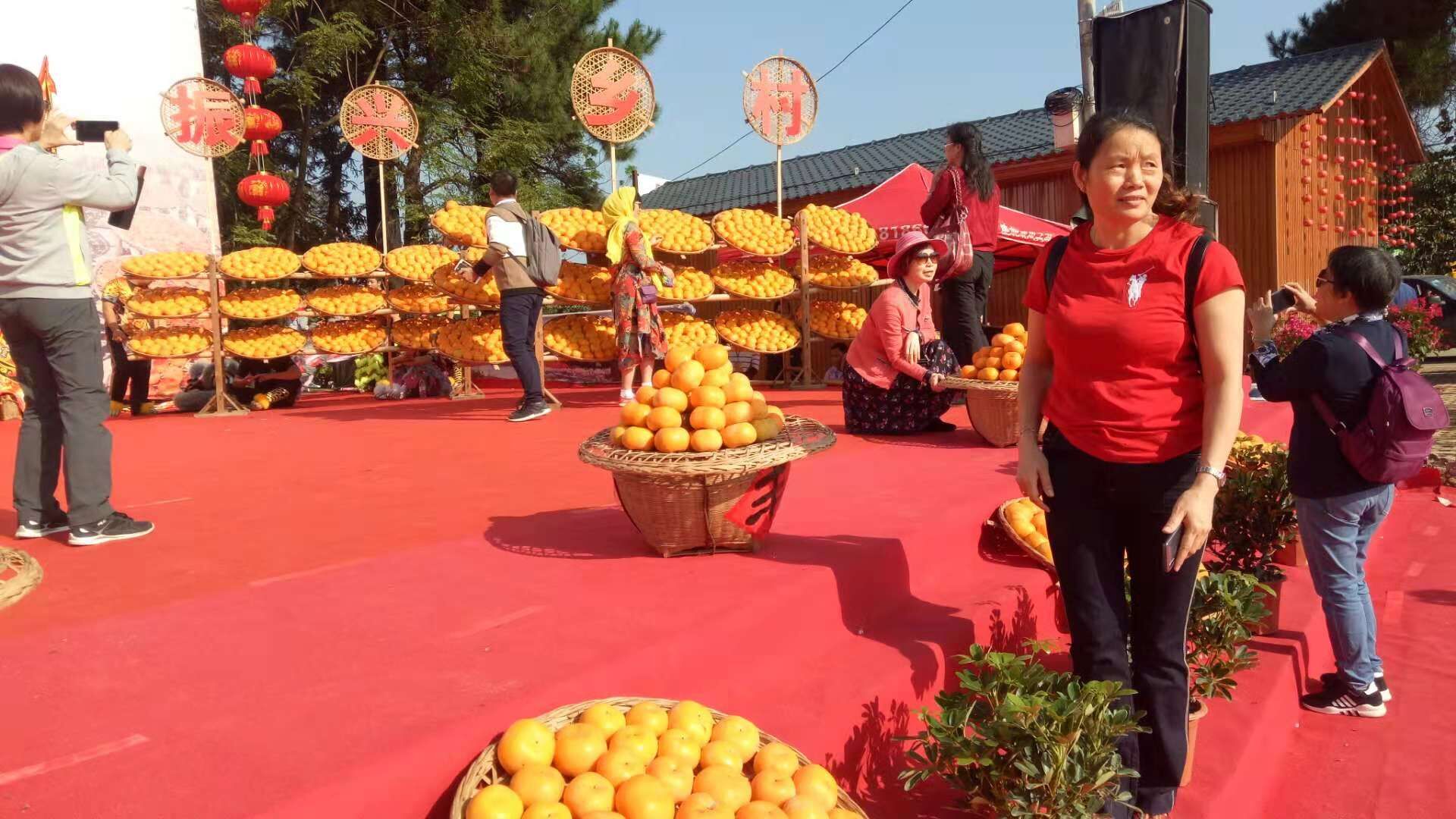 广西桂林大秋甜柿苗基地-广西桂林大秋甜柿苗批发厂家 广西大秋甜柿苗基地