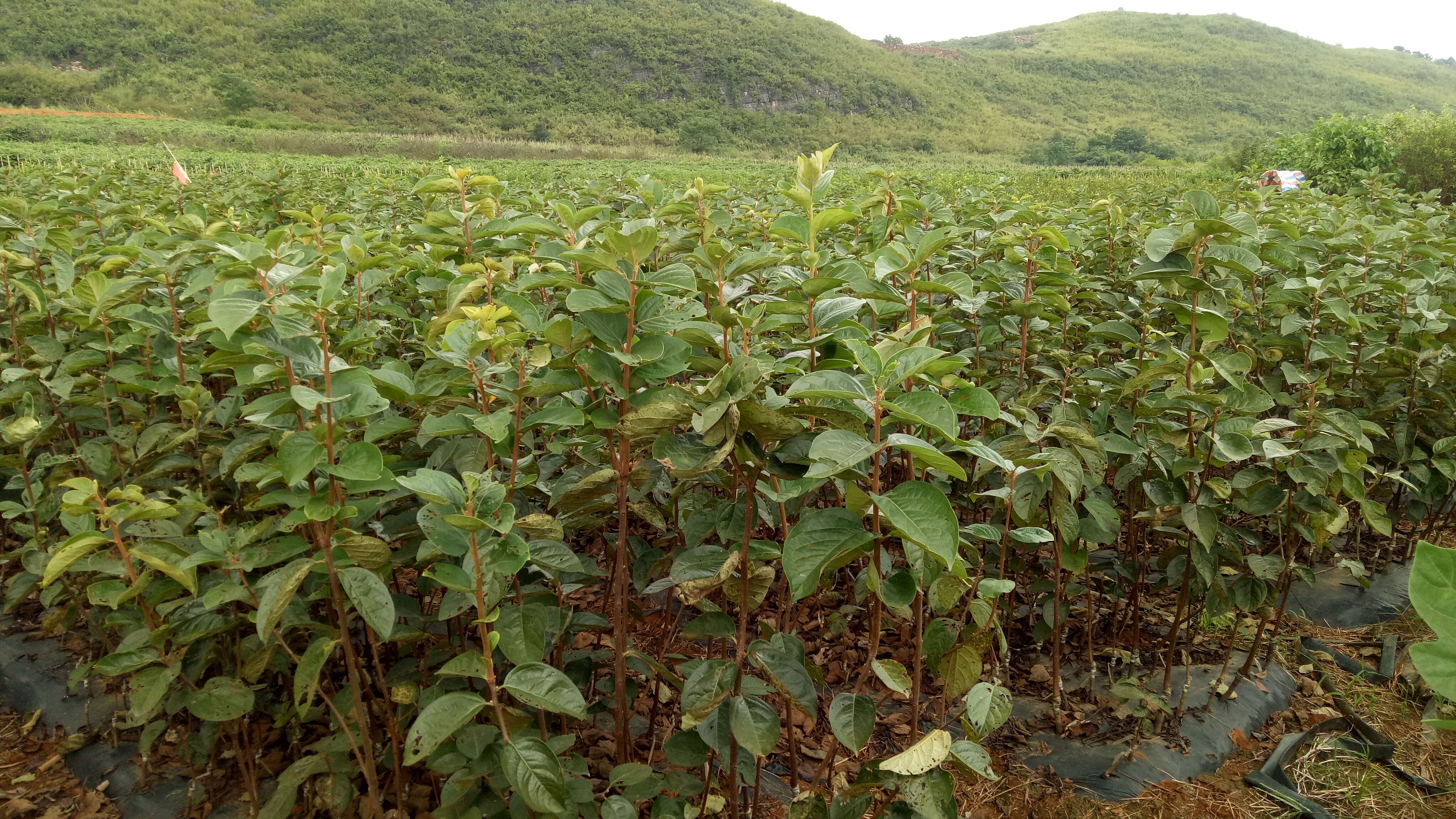 广西桂林大秋甜柿树苗育苗基地-广西桂林大秋甜柿苗批发厂家