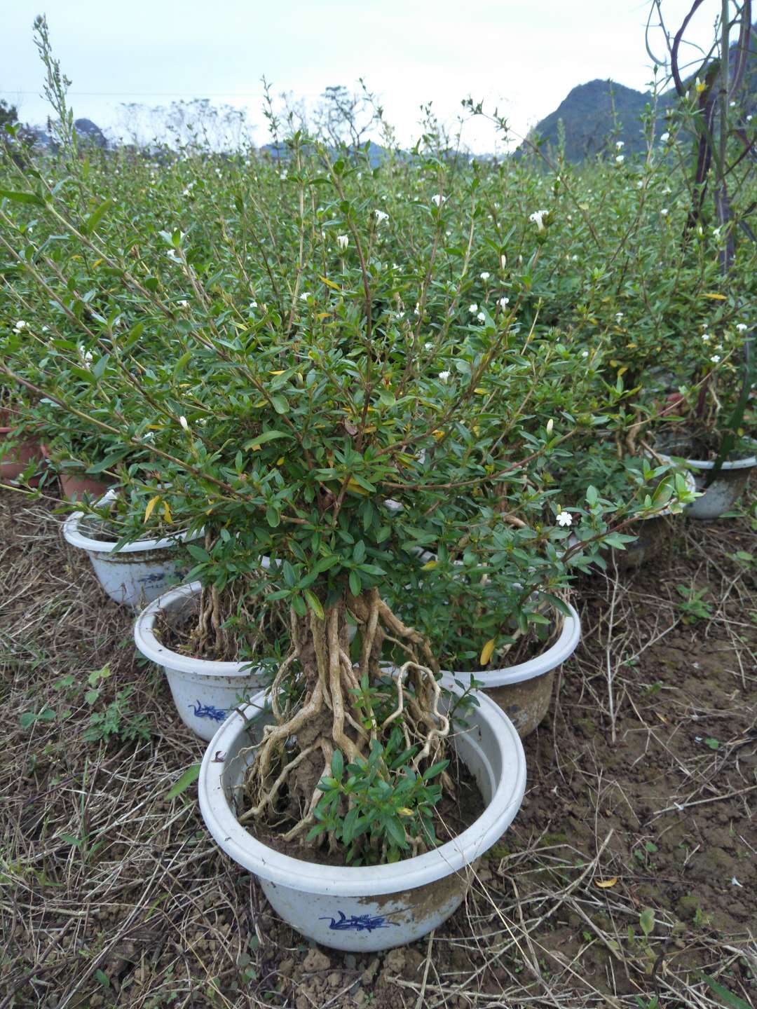 阳台室内桌面趣味盆栽绿植花卉盆景 小盆栽绿植好养花卉六月雪图片