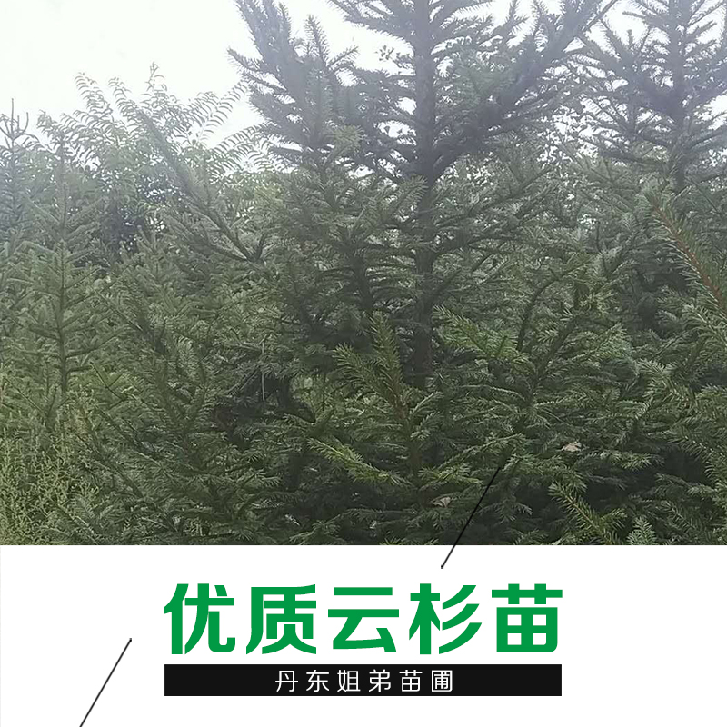 云杉苗供应云杉苗 优质云杉苗批发 辽宁苗圃苗木基地种植 云杉树苗直销