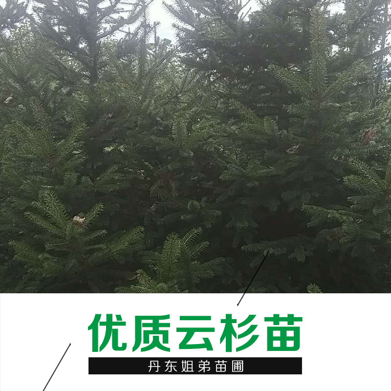 供应云杉苗 优质云杉苗批发 辽宁苗圃苗木基地种植 云杉树苗直销图片