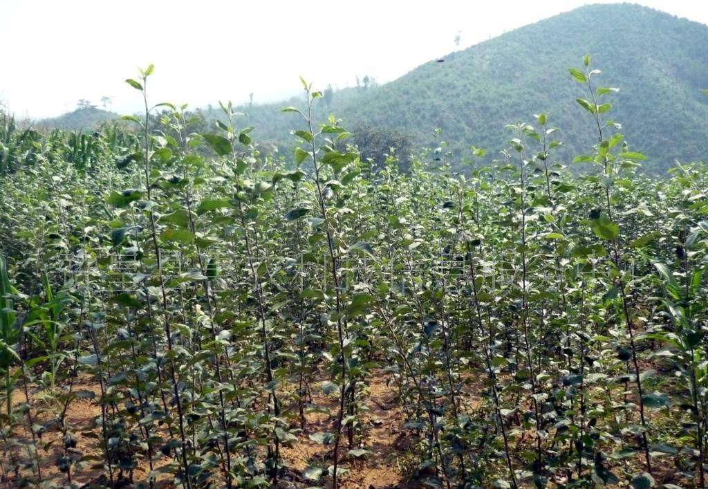 3公分烟富苹果苗 百分百存活烟富苹果苗 烟富苹果苗基地直销 烟富苹果苗图片