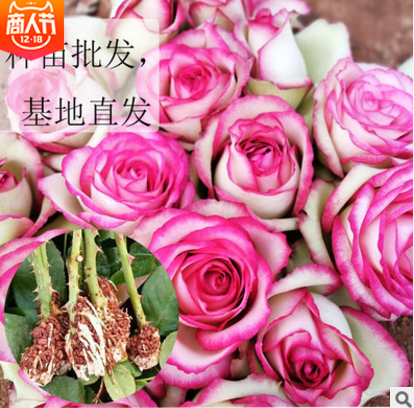 玫瑰花束批发 厂家玫瑰花束批发 厂家玫瑰花束供应 厂家玫瑰花束直销厂家玫瑰花束那家好图片