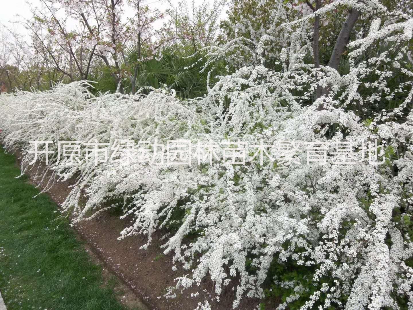 供应喷雪花苗基地直销喷雪花苗线叶绣线菊珍珠梅树苗喷雪花价格喷雪花树苗哪里卖图片