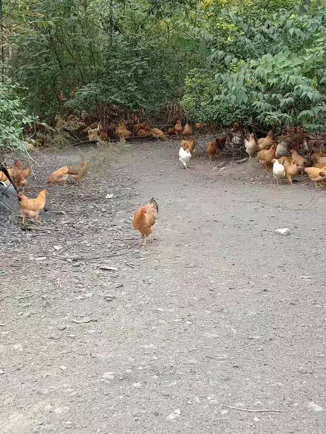 皖南土鸡  皖南土鸡厂家 皖南土鸡报价 散养皖南土鸡 皖南土鸡直销 皖南土鸡价格 土鸡供应商 安徽皖南土鸡图片