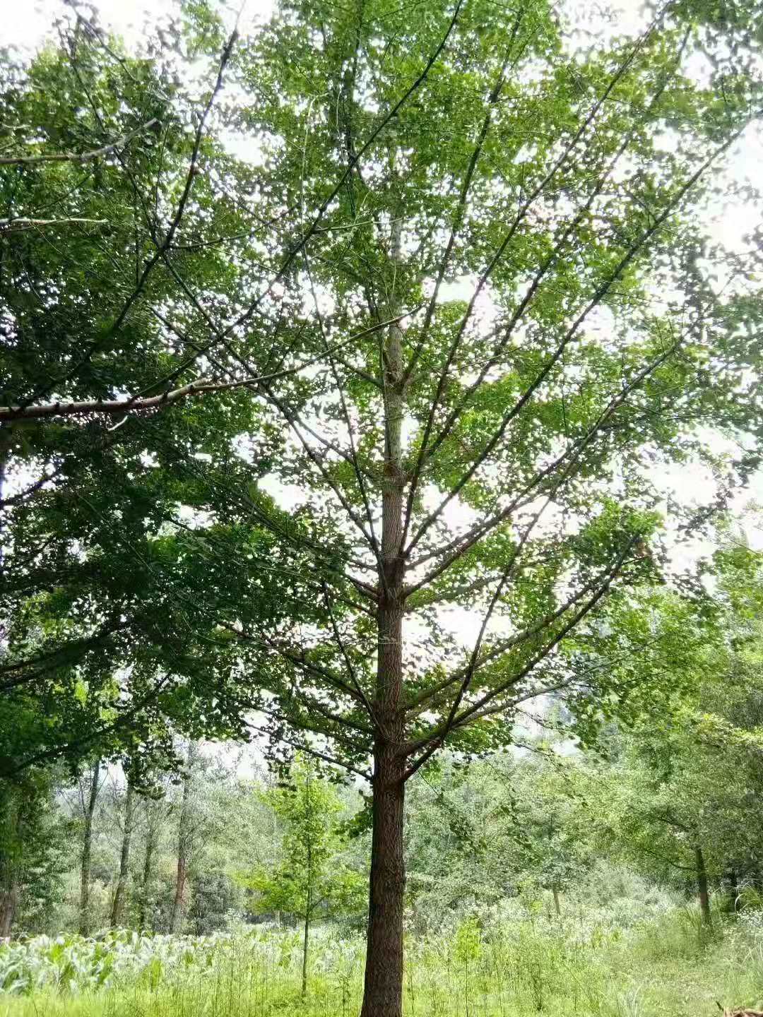 了解银杏树苗种植方法