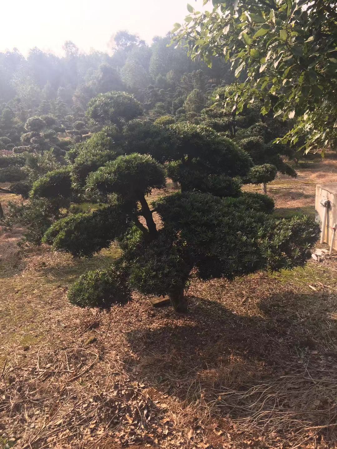 良好绿化用树 厂家直发 造型罗汉生图片