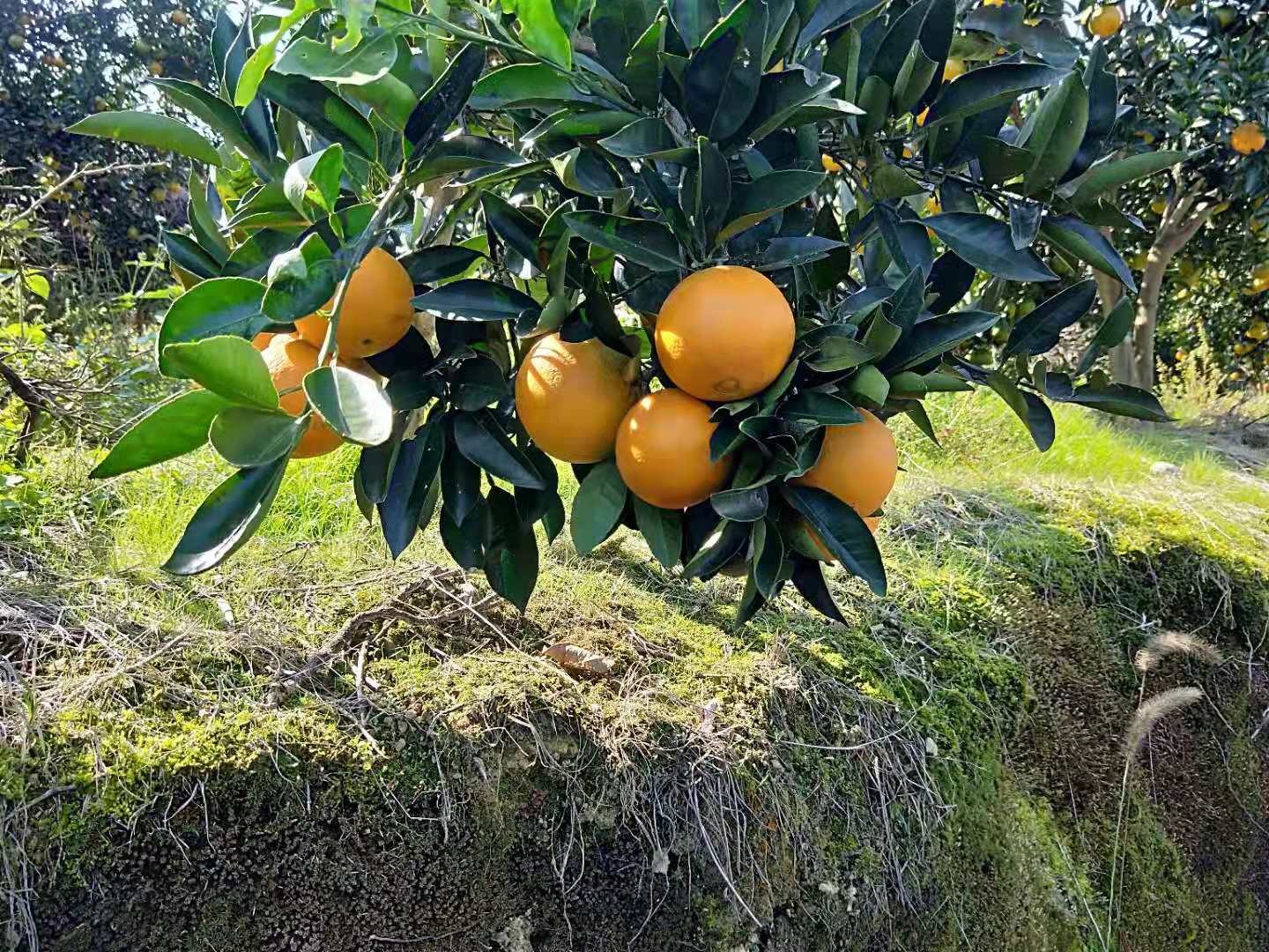 重庆秀山脐橙供应商/重庆脐橙苗基地/重庆脐橙苗厂家直销/重庆脐橙苗价格 重庆秀山脐橙图片