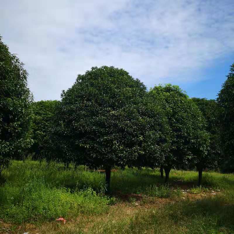 了解桂花树种植方法图片