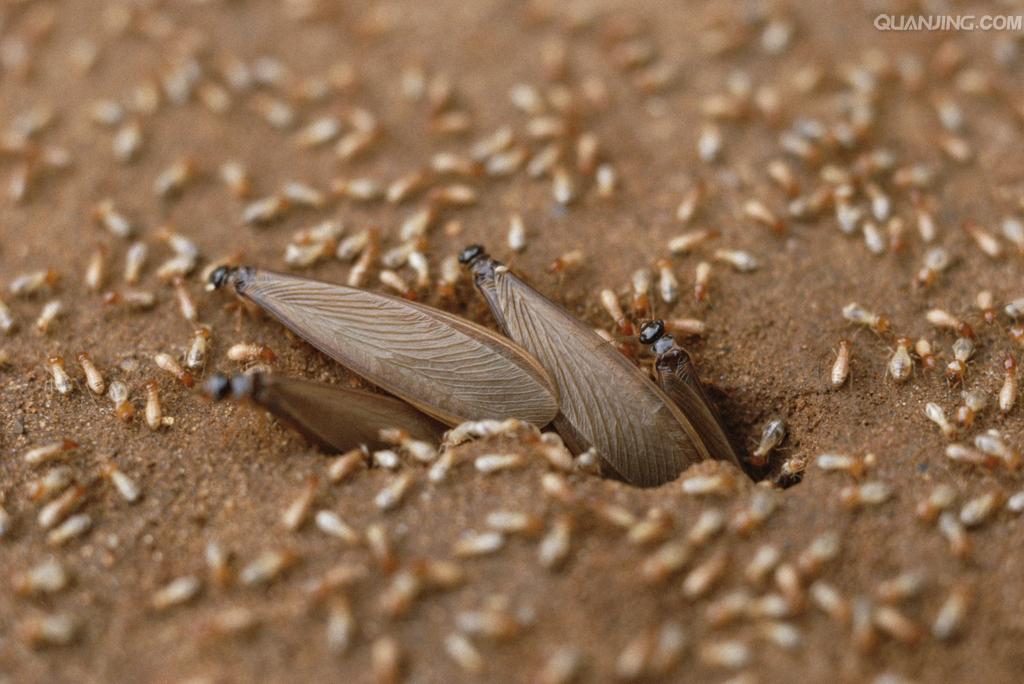 滅白蟻公司圖片/滅白蟻公司樣板圖 (3)