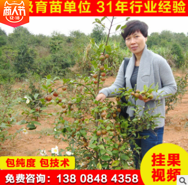 油茶苗报价  湖南油茶苗批发 湖南油茶苗供应 湖南油茶苗哪家好 湖南油茶苗直销图片