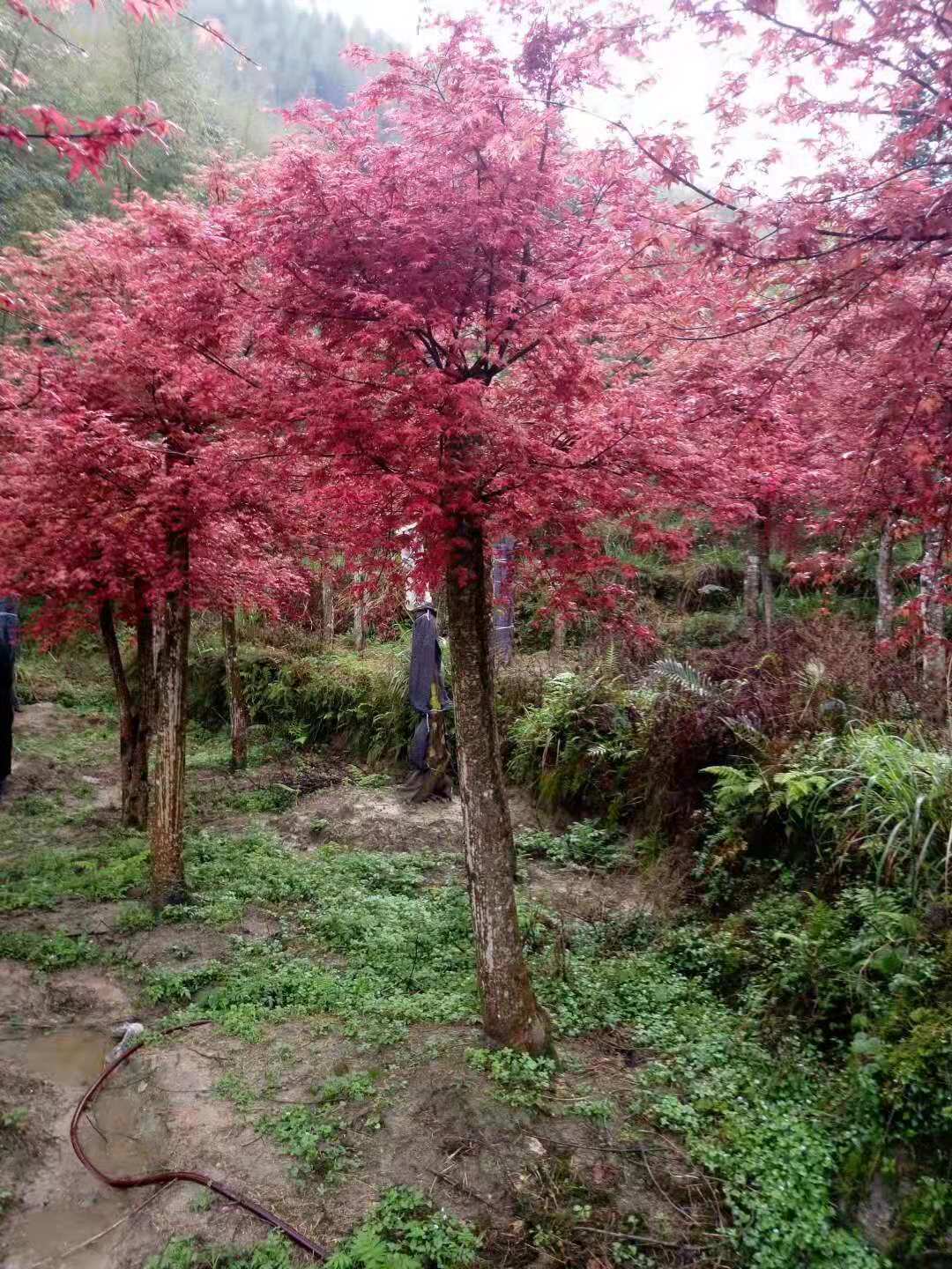 红枫树了解红枫树的种植方式