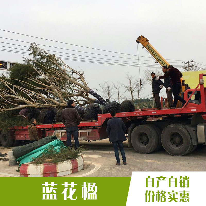 蓝花楹 蓝花楹价格 优质蓝花楹 蓝花楹袋 蓝花楹小苗 绿化蓝花楹 漳州精品蓝花楹 厂家直销 品质保障图片