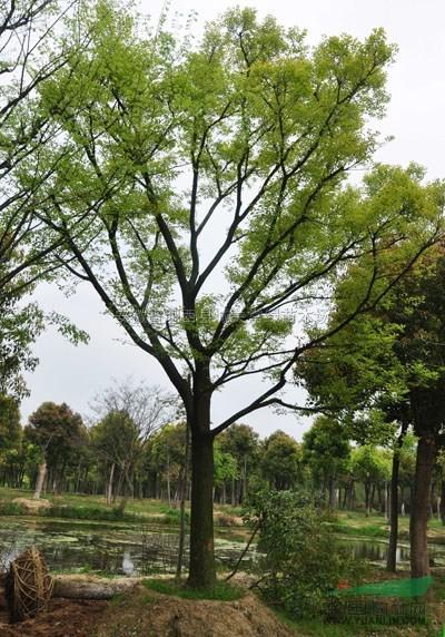 浙江朴树 浙江朴树供应商 全国供应朴树价格 浙江供应朴树价格 全国优质朴树价格图片