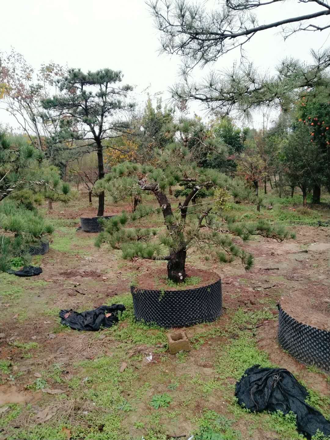 油松浙江油松哪家好卖浙江油松价格浙江油松厂家浙江油松供应商供应浙江油松浙江油松电话浙江油松报价浙江油松直销 油松树苗