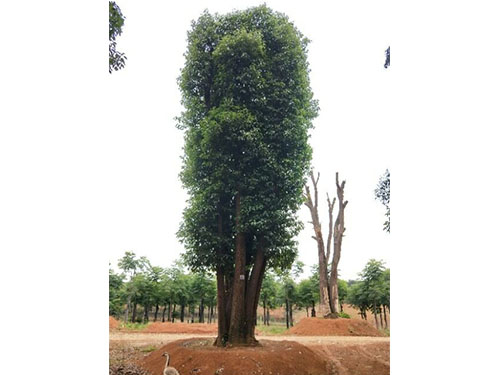 益阳市株洲香樟种植基地厂家株洲香樟种植基地，价格，批发 【益阳市资阳区慧林生态苗木基地】