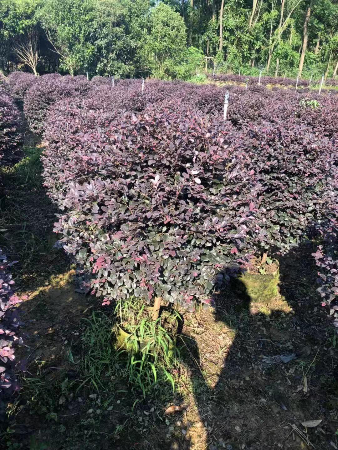 江西道路景观绿篱苗木红花继木批发基地大量出售电话图片