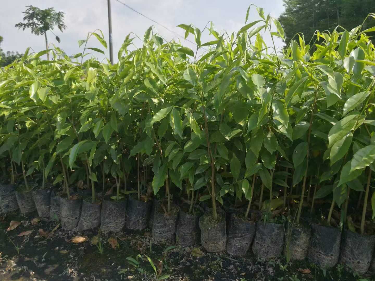 广西沉香种植基地-广西沉香苗批发价格-广西沉香苗厂家直销