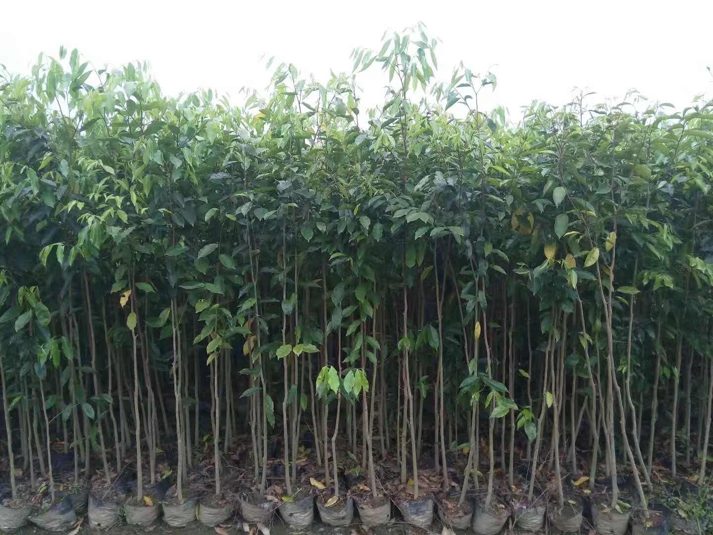 广西沉香树苗种植基地哪里有沉香树苗批发-广东江门沉香树苗基地/厂家批发价格供应商报价图片