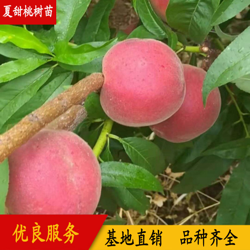 夏甜桃树苗，优质离核甜桃，夏甜桃苗多少钱一棵，夏甜桃树苗7月底8月初成熟离核图片