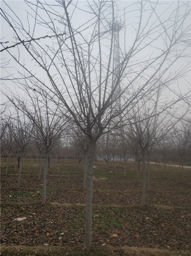 A A级樱花树基地 A级樱花树批发商