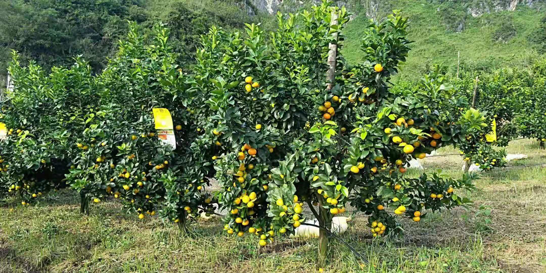 柳州金葵砂糖橘苗种植基地，柳州金葵砂糖橘苗报价/价格，柳州金葵砂糖橘苗供应商/批发