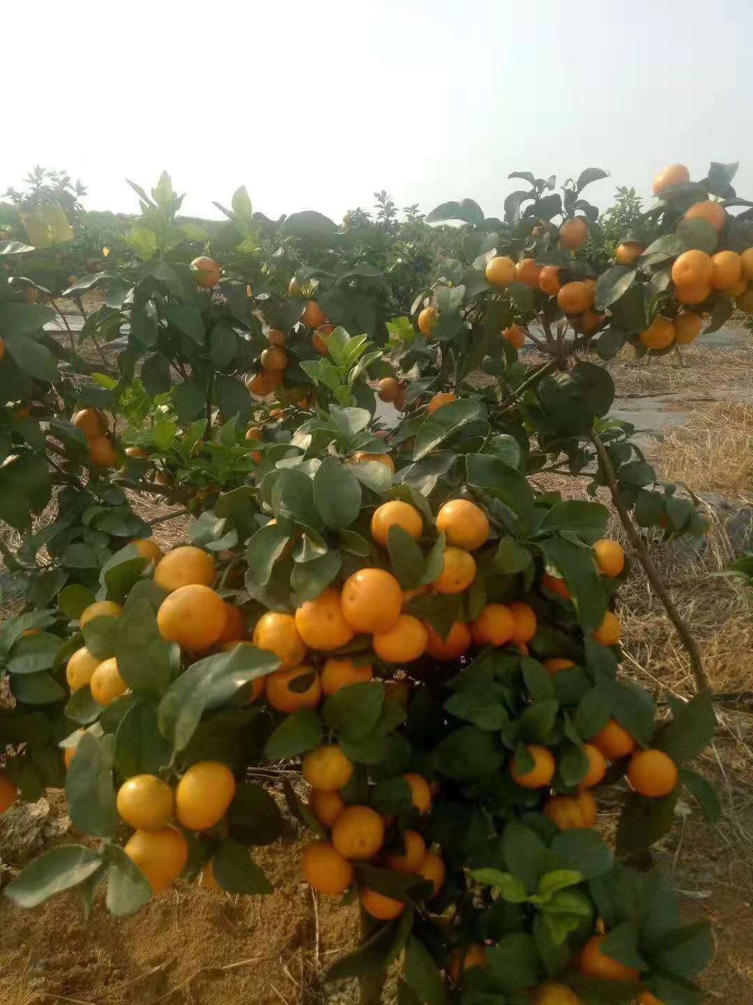 贺州金葵砂糖橘苗种植基地贺州金葵砂糖橘苗种植基地，贺州金葵砂糖橘苗批发价，贺州金葵砂糖橘苗供应商