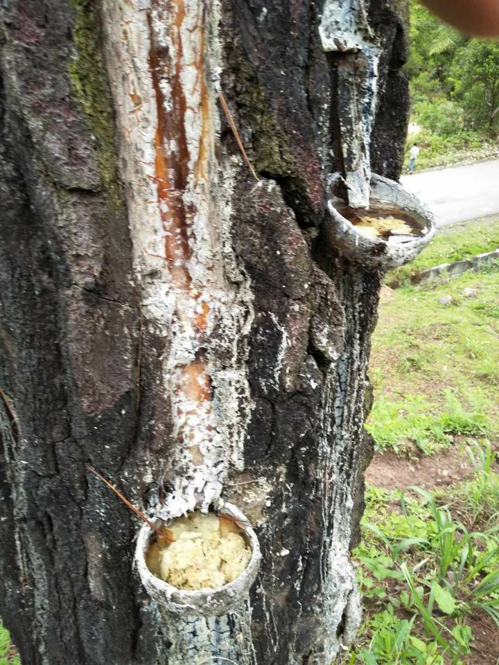 松脂油 松脂油松香松节油