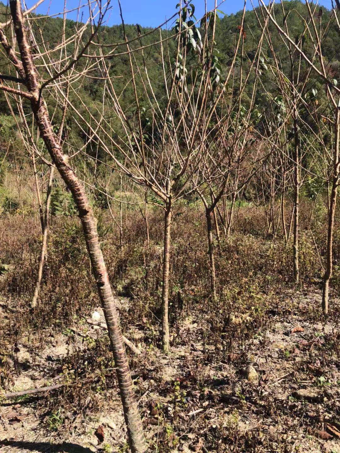 福建山樱花_福建山樱花价格_优质福建山樱花批发/采购