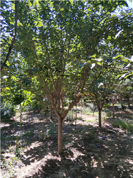 一級(jí)櫻花樹報(bào)價(jià)圖片