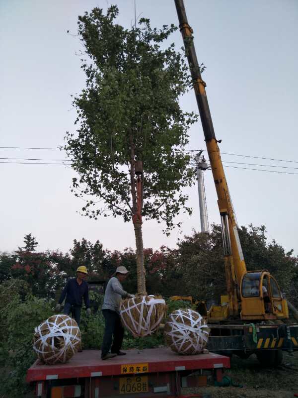 美国红枫江苏市美国红枫种植基地哪家好