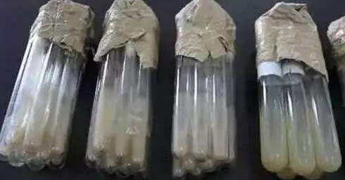 灰色鏈霉菌亞種 ATCC菌種圖片