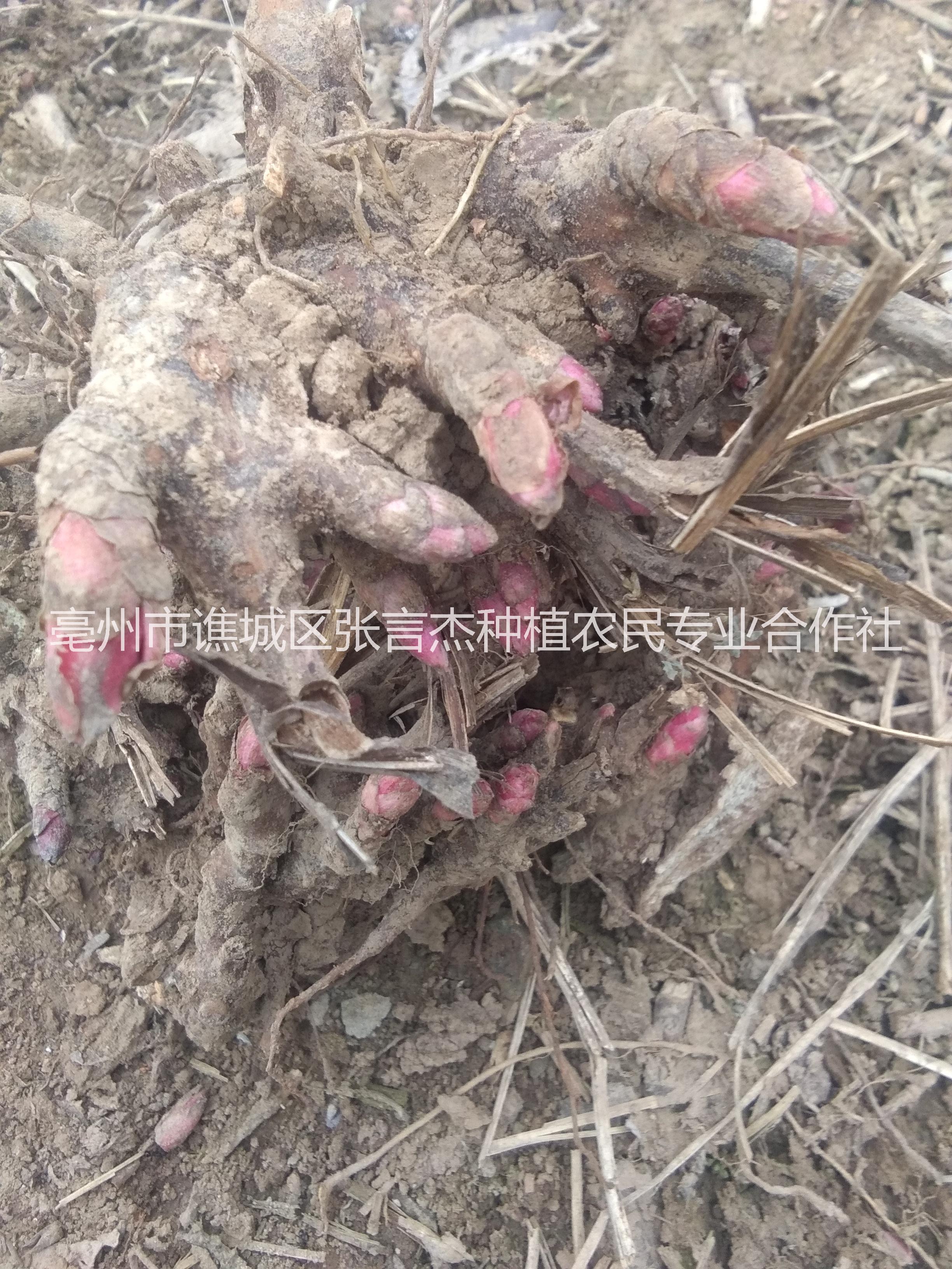 白芍芽头的种植方法，白芍芽的价格，种植芍药的行情图片