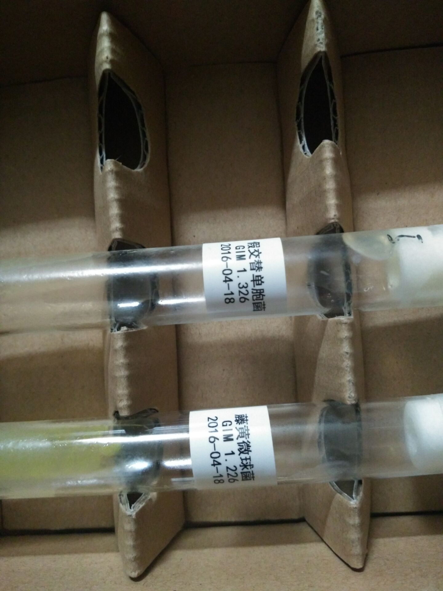 琥珀酸放線桿菌 ATCC菌種中文圖片